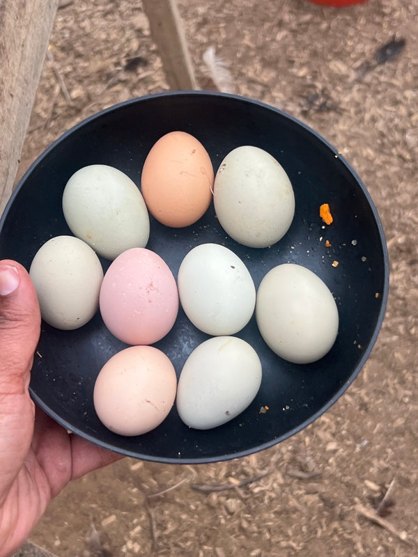 7 Things Sunday 3.31.24- Easter Sunday